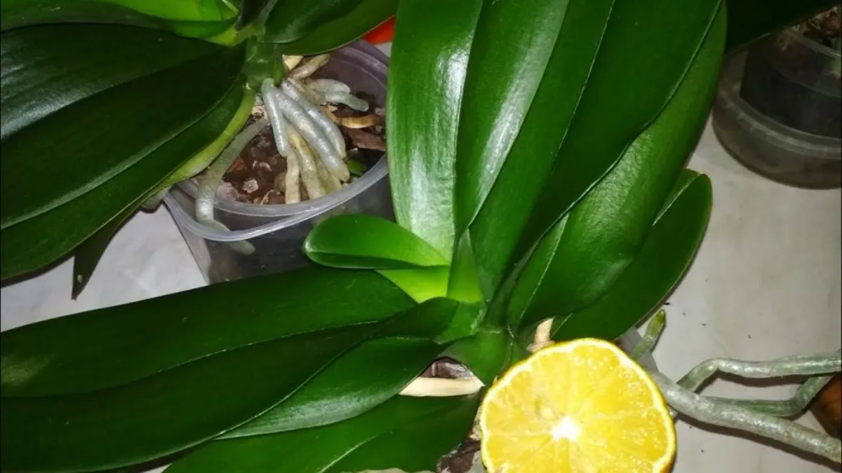 déclencher floraison orchidée citron