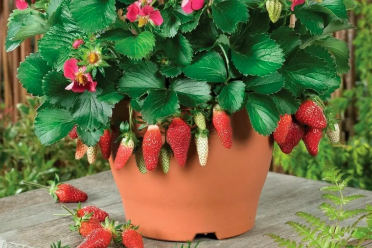 des fraises rouges dans un pot feuille vertes