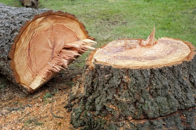 detruire une souche d arbre avec de l ail pelouse verte