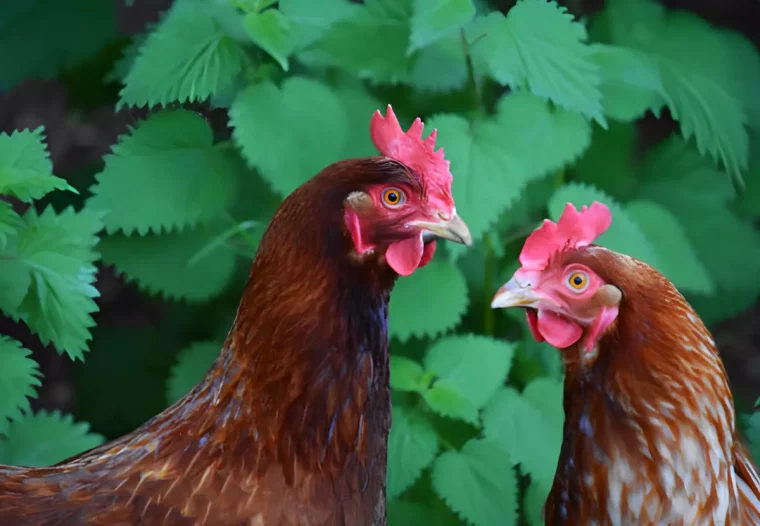 deux poules face a face devant des plants d orties