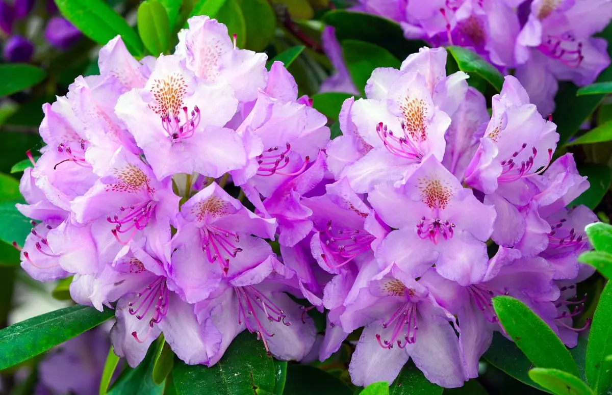 deux touffes de fleurs couleur lilas du rhododendron