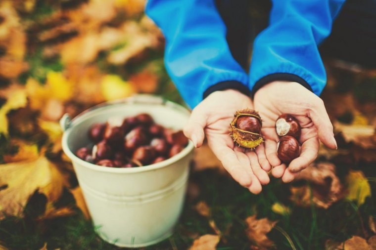 difference entre marron et chatainge que faire des marrons