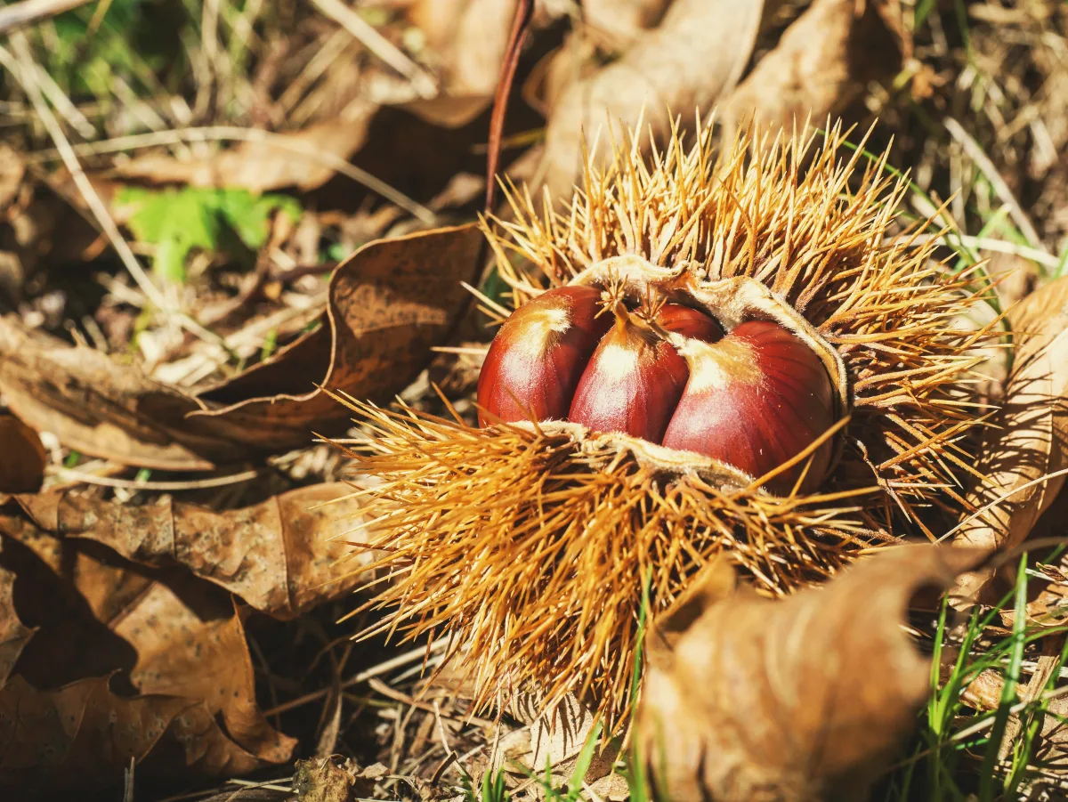 différence entre marron et chataigne bogue différente des marrons comestibles