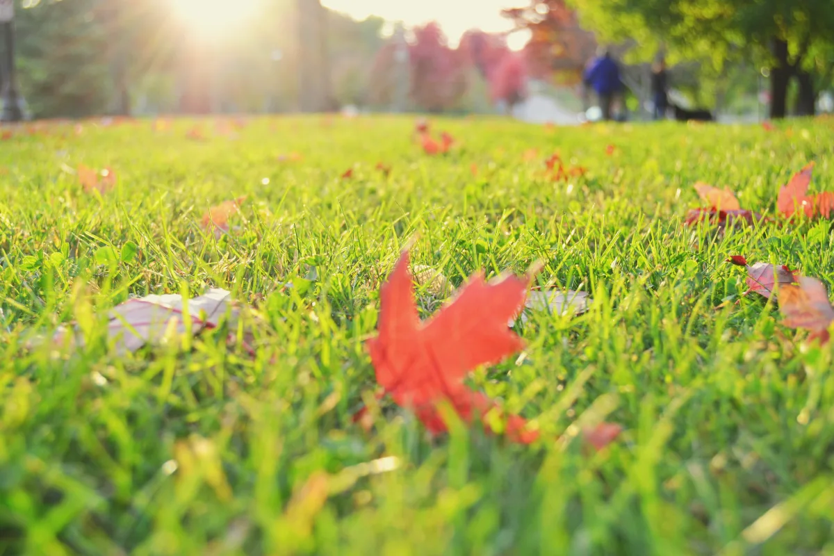 doit on ratisser les feuilles mortes sur la pelouse reponse