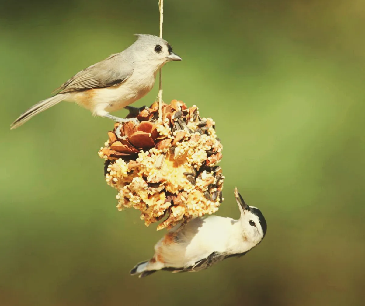 donner une boule de graisse aux oiseaux du jardin de quoi les nourrir