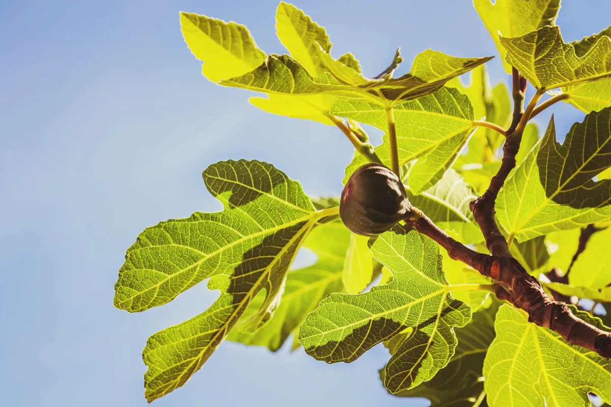 doubler la recolte avec tailel figuier facile arbre à couper les branches