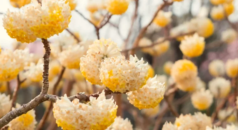 edgeworthia chrysantha fleurs jaunes arbuste floraison hiver