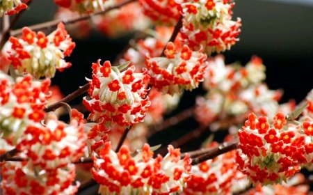 edgeworthia fleurs blanches et rouges arbuste en hiver