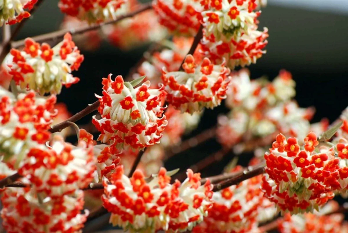 edgeworthia fleurs blanches et rouges arbuste en hiver