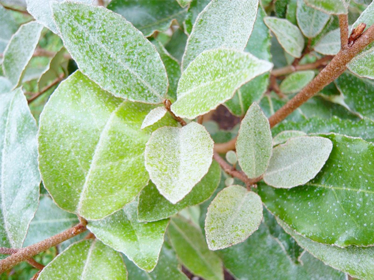 eleagnus arbuste feuillage vert perisatnat resistant aux vents