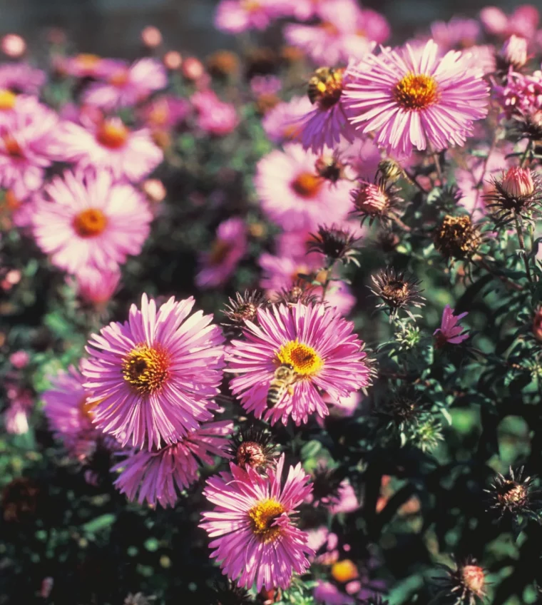 entretien et culture des asters exterieur fleuri couleur mauve