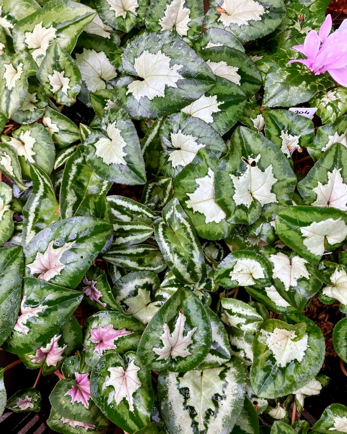 entretien et culture des cyclamens feuilles vertes