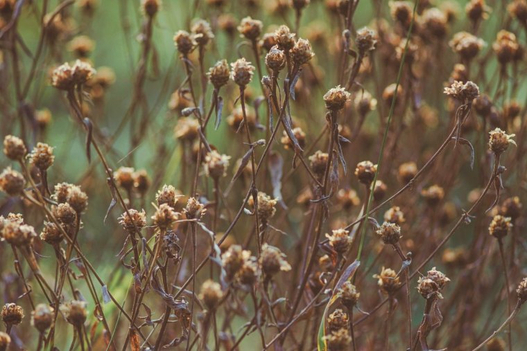 entretien jardin automne faut il couper les vivaces taille laisser sur place pour nourrir