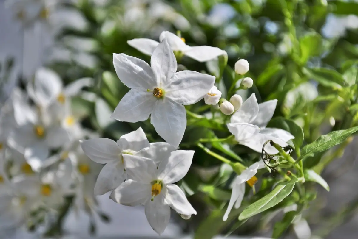 entretien jasmin blanc feuilles verte floraison lumiere soleil