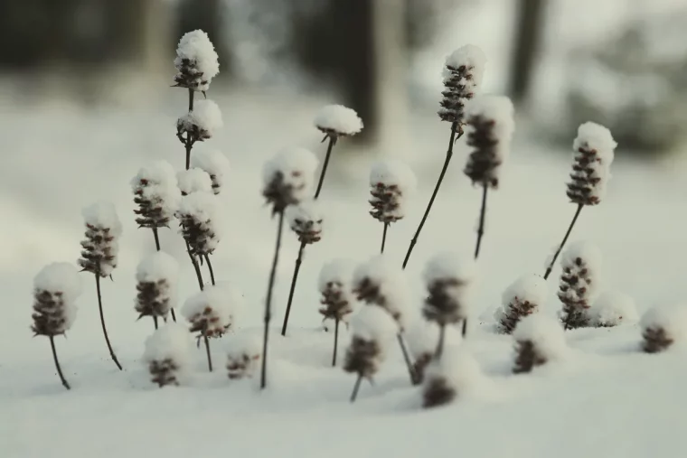 entretien laisser les plantes vivaces en automne sur place pour un jardin épanoui