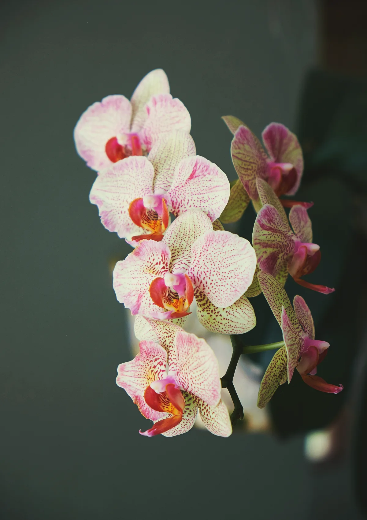 entretien orchidee idée comment s occuper d une orchidée pour la faire refleurir