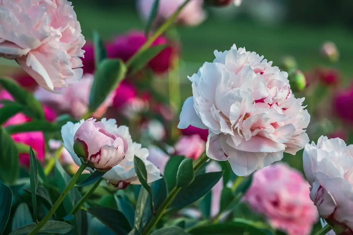 entretien pivoines floraison tiges longues fleurs petales rose pale jardin