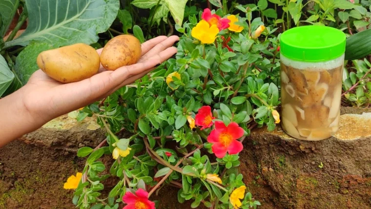 epluchures de pommes de terre engrais maison plantes roses feuilles vertes