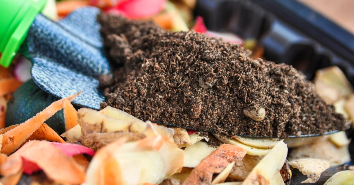 epulchures de pommes de terre compost