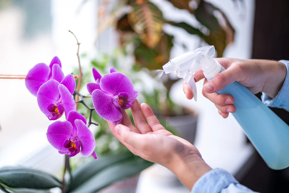 est ce qu il faut brumiser l orchidee conseils pouur reanimer une orchidee