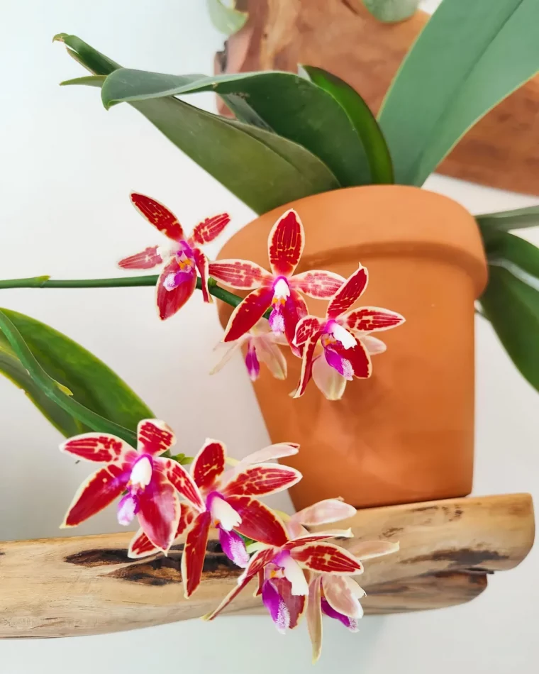 est ce que les differentes variates d orchidee ont besoin de differents soins