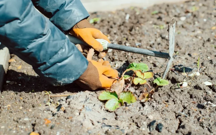 etapes d hivernation des fraisiers terre gants orange feuilles vertes.jpg