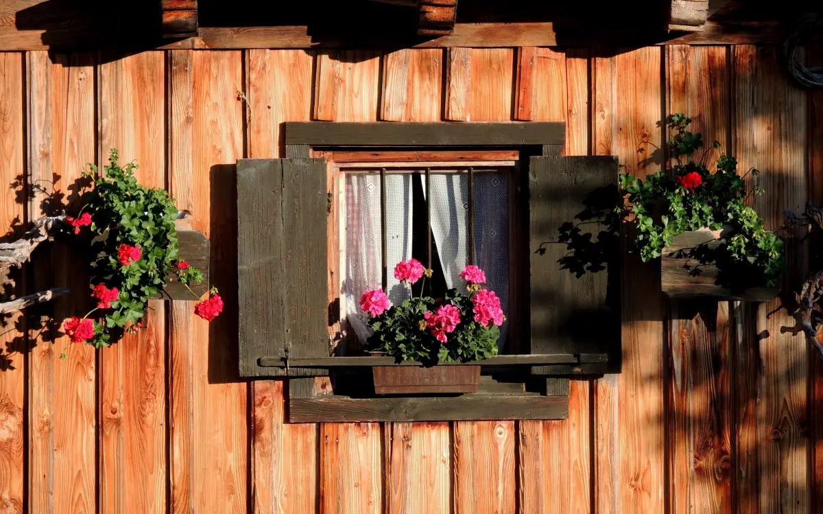 facade maison bois fenetre cadre rideaux blancs pots geraniums soleil