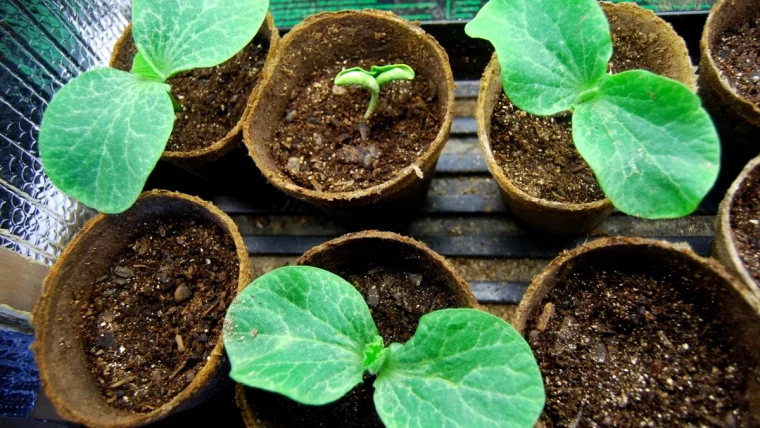 faire des semies avec des graines de courges feuilles vertes