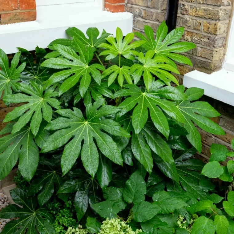 fatsia de japon grosses feuilles verte plante rustique d hiver