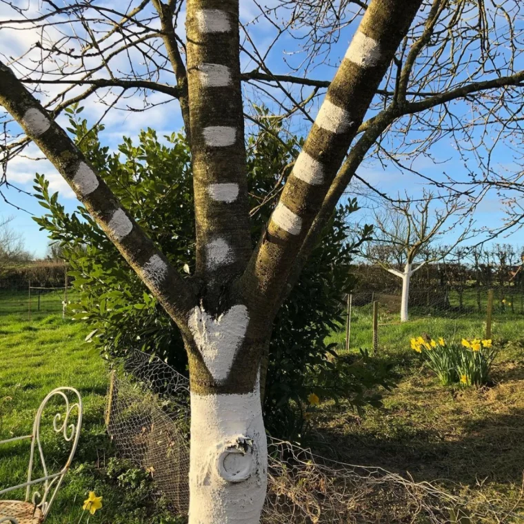 faut il chauler les arbres avant l hiver tronc blanc ciel blue jardin