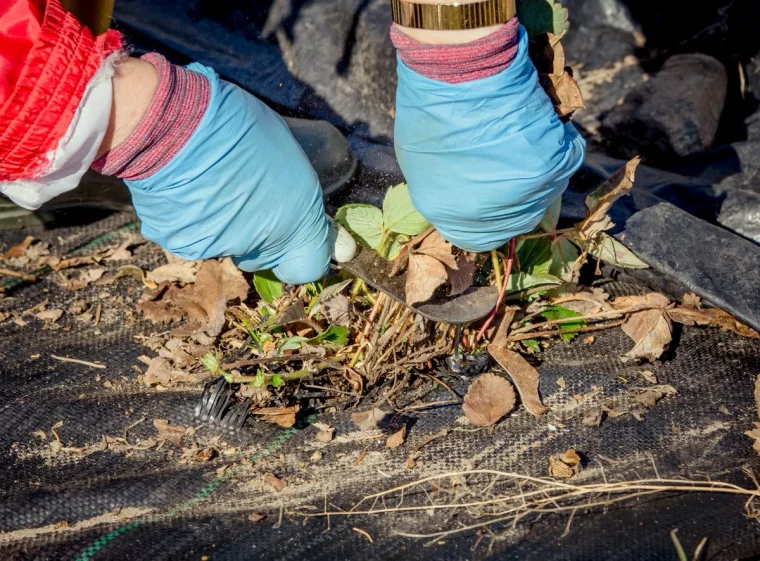 faut il couper les feuilles des fraises avant l hiver gants bleus