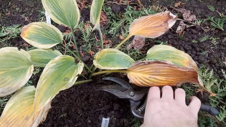 faut il couper les feuilles des hostas