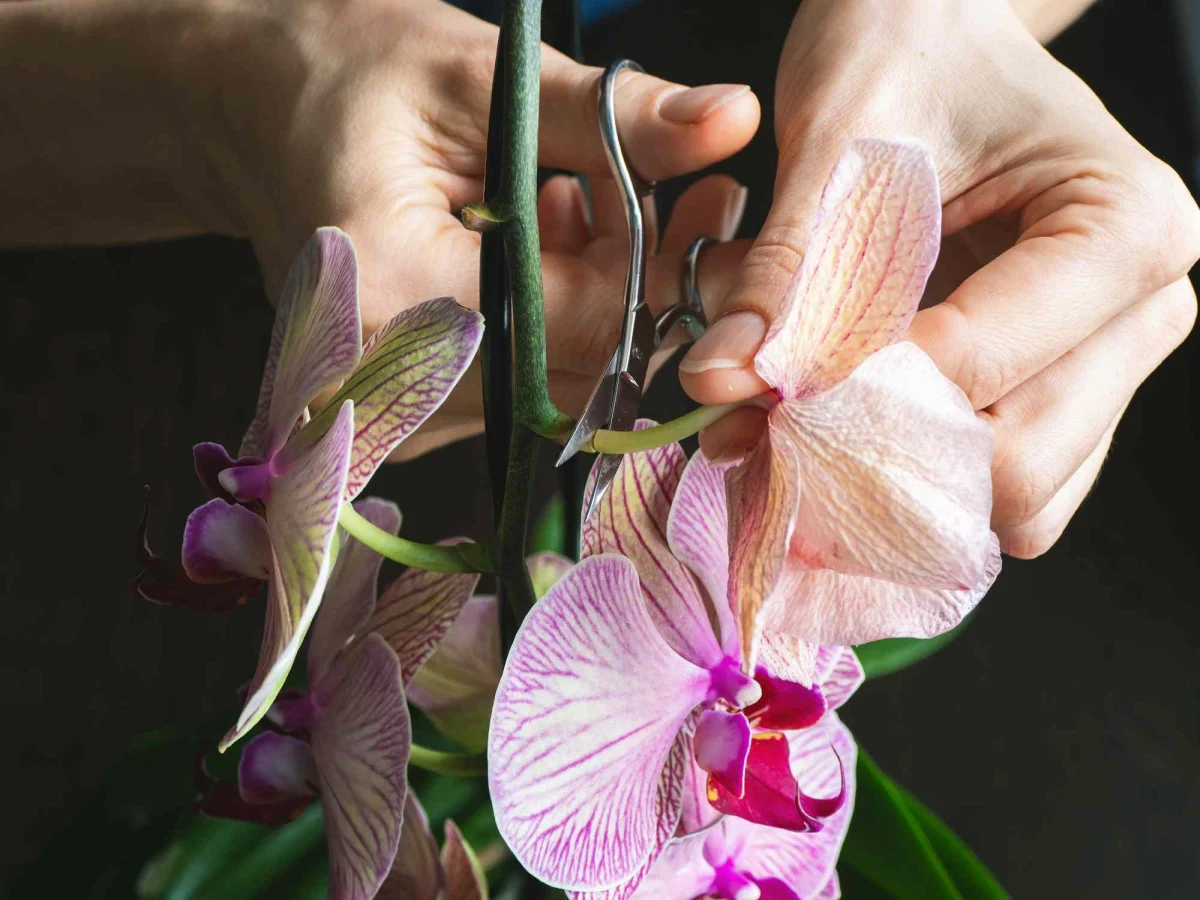 faut il couper les fleurs fanees de l orchidee