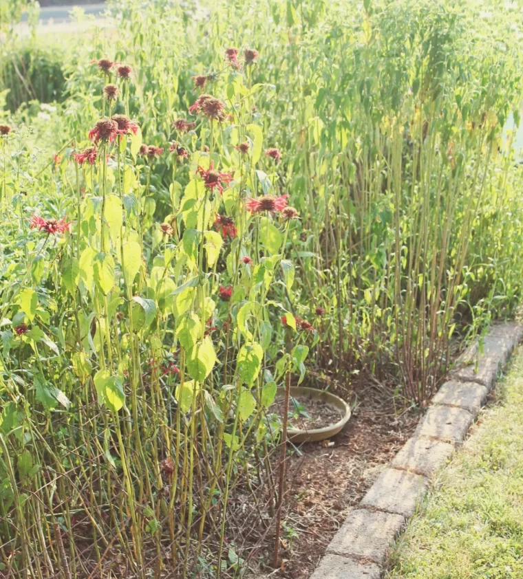 faut il couper ou ne pas couper les plantes vivaces en automne dileme résolu