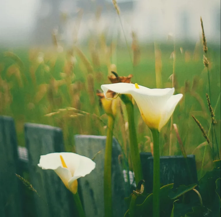 faut il tailler les arums en automne deco jardin enlever les fleurs fanées