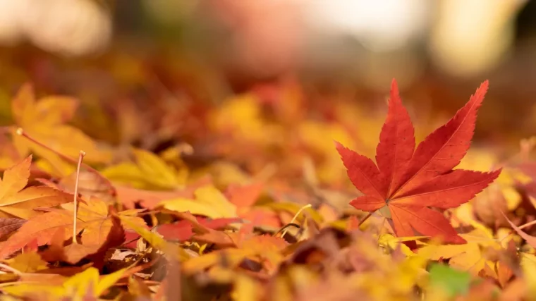 feuilles d automne en orange et rouge tombees