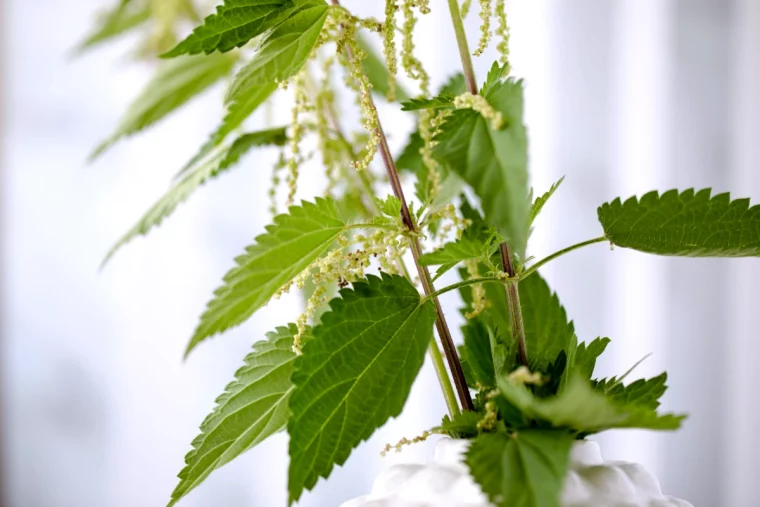 feuilles d ortie pour les chveux qui tombent feuilles vertes