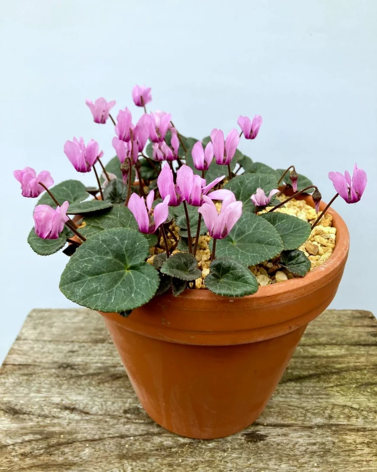 feuilles de cyclamen qui tombent que faire pot fleur roses