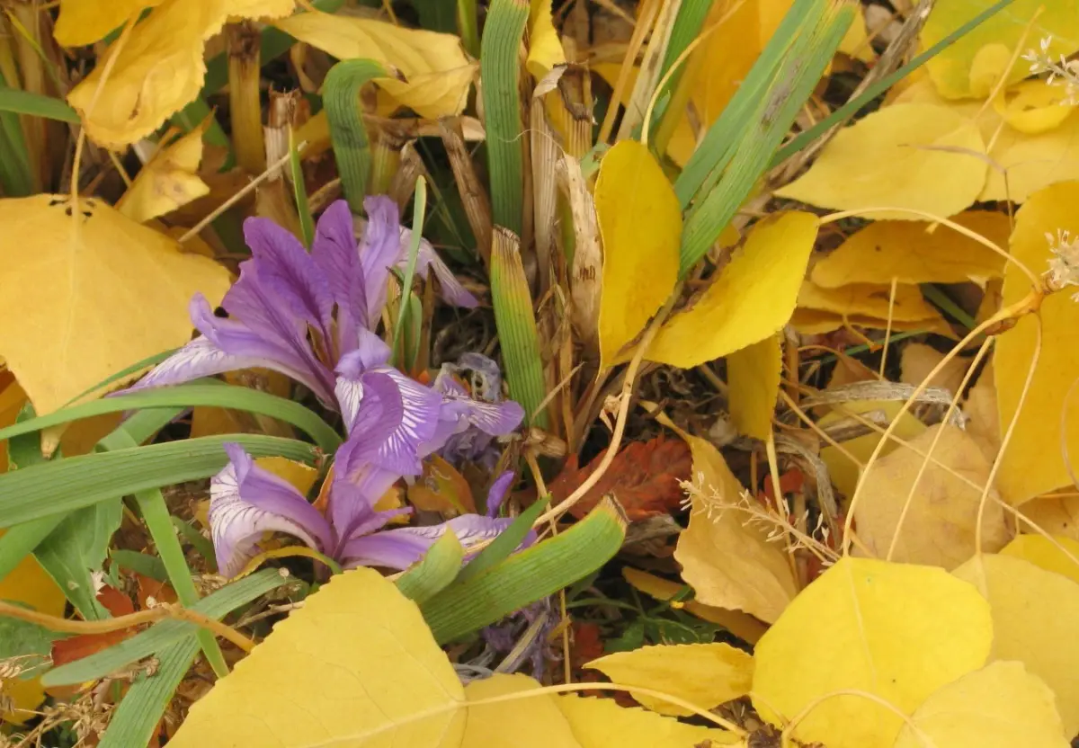 feuilles jaunes fleurs iris violet floraison automne feuillage vert