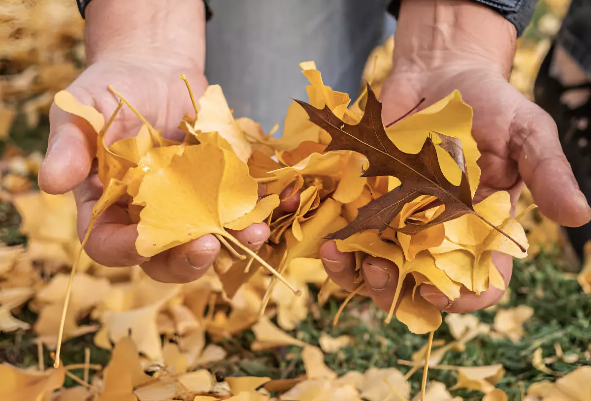 feuilles mortes jaunes dans les mains d un homme