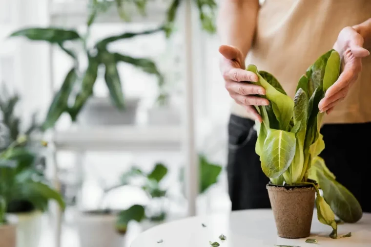 feuilles tombantes chute pot soins entretien plantes interieur