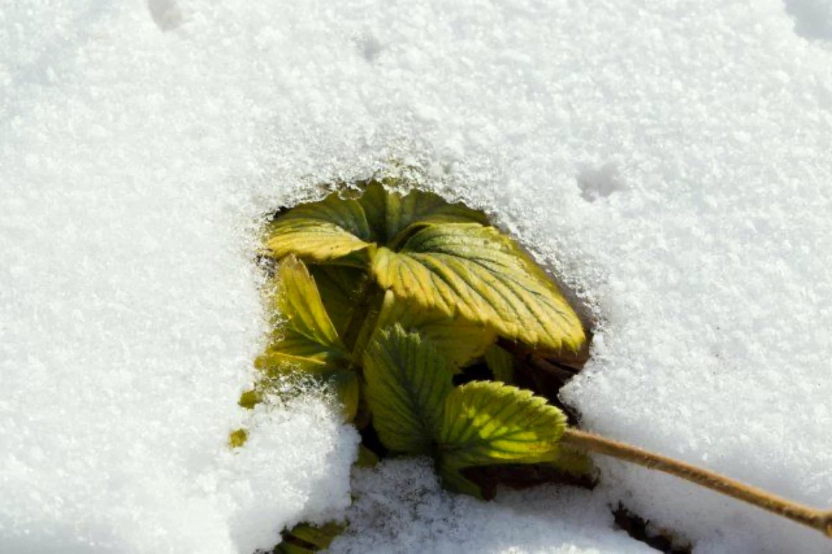 feuilles vertes du fraisier sous la neige