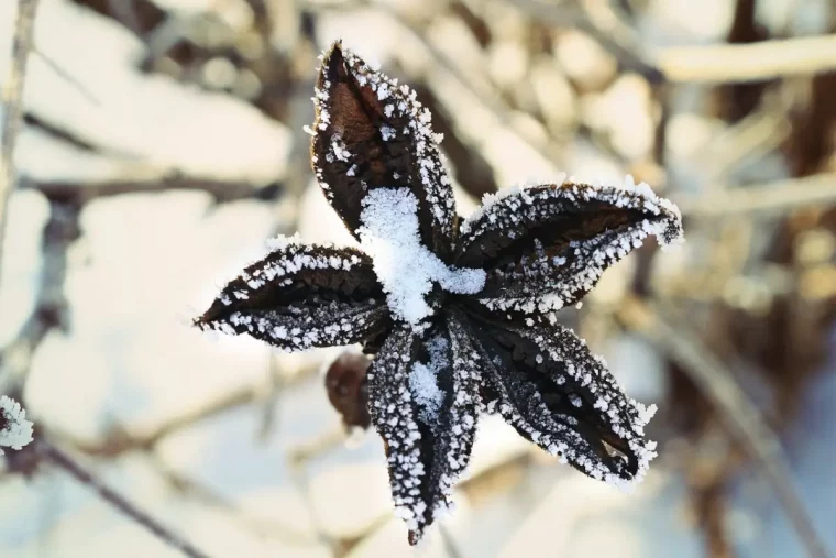 fleur sechee morte pivoine hiver flocon neige tiges sechees