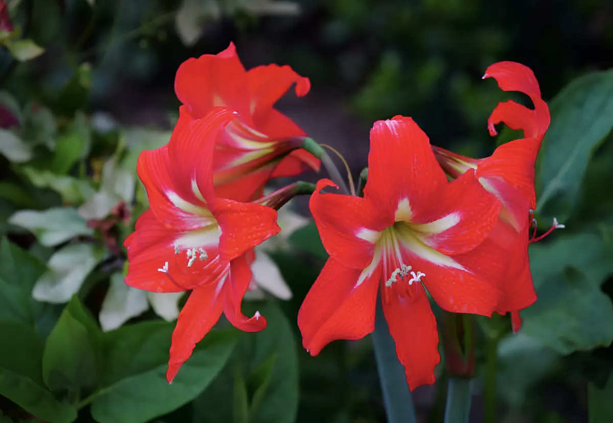 fleurs rouges eclatantes amaryllis belladonna