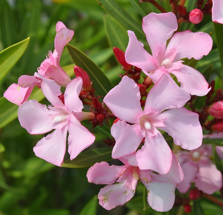 fleurs simples roses pales du laurier rose atlas