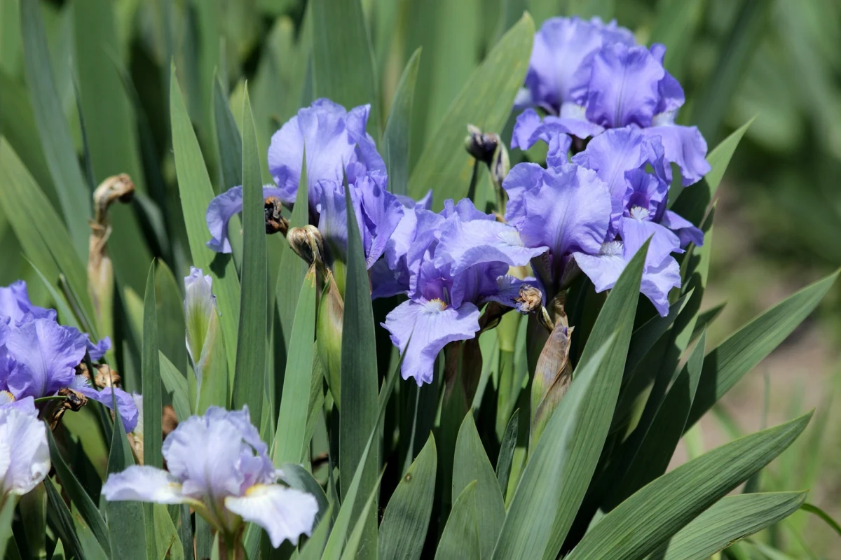 fleurs tiges longues floraison doit on couper les feuilles des iris a l automne