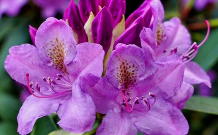fleurs violettes derhododendron feuilles vertes arbuste persistant
