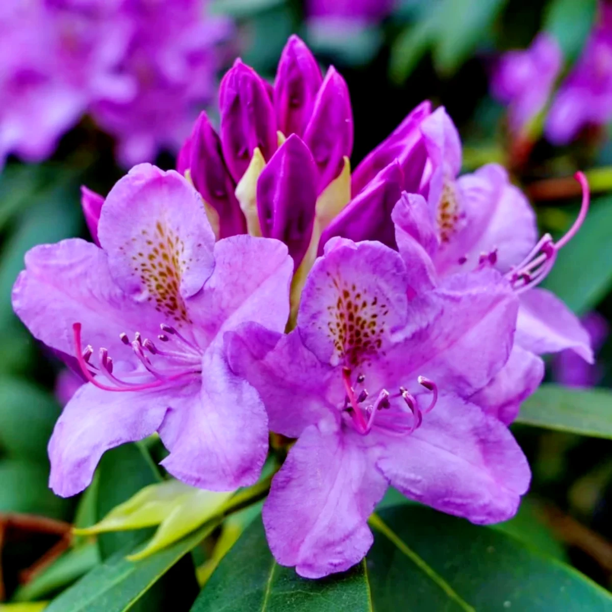 fleurs violettes derhododendron feuilles vertes arbuste persistant 768x768