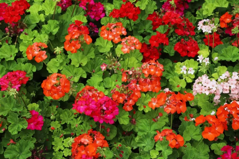 floraison geraniums pots jardins culture fleurs oranges rouges feuilles