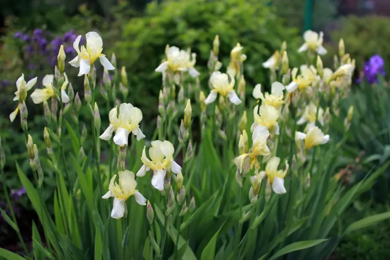 floraison iris plante jardin facile entretien fleurs jaunes
